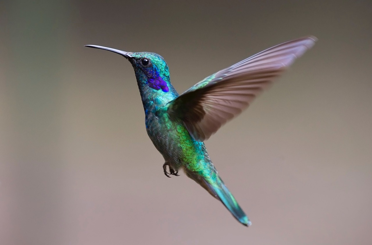 Hummingbird (2013)